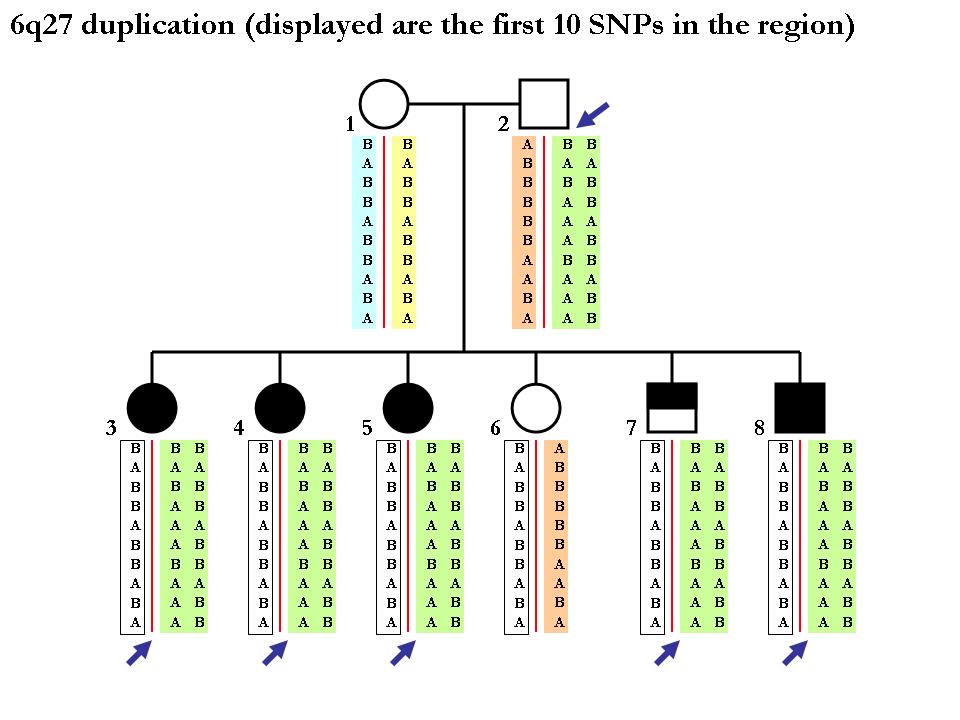 CNV inheritance