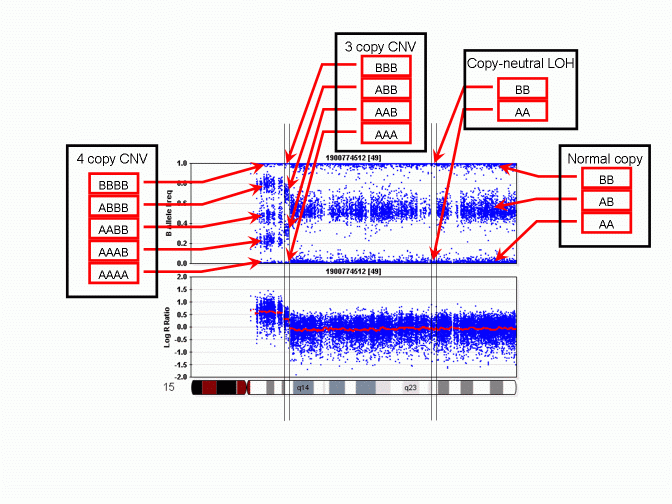 actual genotype in CNV